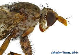 Attēlu rezultāti vaicājumam “Sciomyzidae”