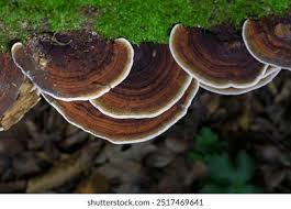 Attēlu rezultāti vaicājumam “Daedaleopsis confragosa”