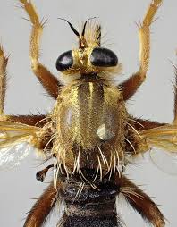 Attēlu rezultāti vaicājumam “Asilus crabroniformis”