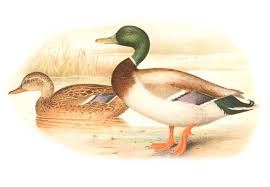 Attēlu rezultāti vaicājumam “Anas platyrhynchos”