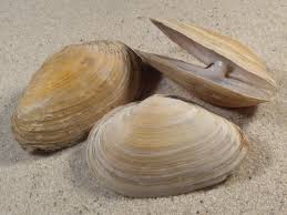 Attēlu rezultāti vaicājumam “Mya arenaria”