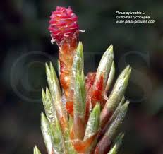 Attēlu rezultāti vaicājumam “Pinus sylvestris female flower”