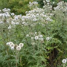 Image result for Echinops spaerocephalus