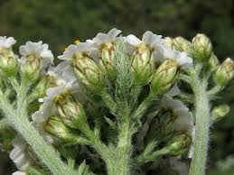 Attēlu rezultāti vaicājumam “Achillea millefolium bud”