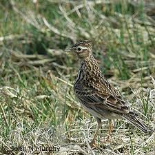 Attēlu rezultāti vaicājumam “Alauda arvensis”