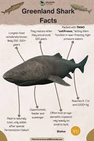 Image result for Somniosus microcephalus