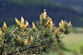 Attēlu rezultāti vaicājumam “Pinus sylvestris male flower”