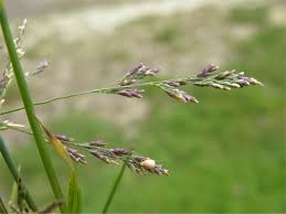 Attēlu rezultāti vaicājumam “Puccinellia distans”