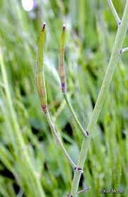 Attēlu rezultāti vaicājumam “Raphanus raphanistrum fruit”