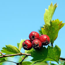 Attēlu rezultāti vaicājumam “Sorbus intermedia fruit”