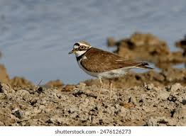 Attēlu rezultāti vaicājumam “Charadrius dubius adult”