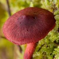 Attēlu rezultāti vaicājumam “Cortinarius sanguineus”