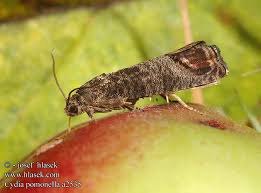 Attēlu rezultāti vaicājumam “Cydia pomonella”