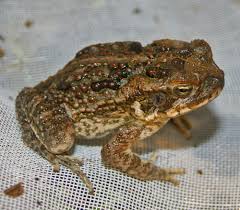 Attēlu rezultāti vaicājumam “Bufo bufo juvenile”