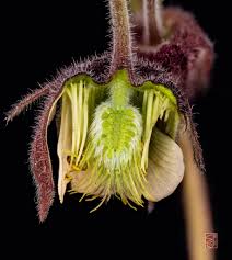 Attēlu rezultāti vaicājumam “Geum rivale fruit”