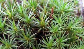 Attēlu rezultāti vaicājumam “Pseudobryum cinclidioides cells”