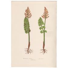 Attēlu rezultāti vaicājumam “Botrychium lunaria”