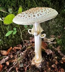 Attēlu rezultāti vaicājumam “Amanita citrina”