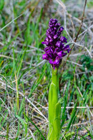 Attēlu rezultāti vaicājumam “Dactylorhiza russowii”