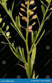 Attēlu rezultāti vaicājumam “Lepidium densiflorum flower”