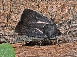 Attēlu rezultāti vaicājumam “Amphipyra livida”