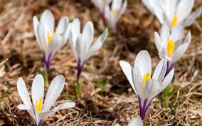 Attēlu rezultāti vaicājumam “Crocus vernus subsp. vernus flower”