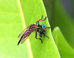 Attēlu rezultāti vaicājumam “Asilidae”