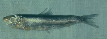 Image result for Clupea harengus