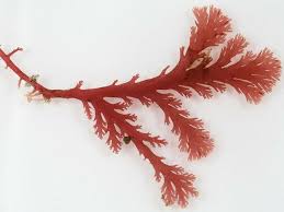 Attēlu rezultāti vaicājumam “Neckera complanata sporophyte”