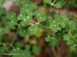 Attēlu rezultāti vaicājumam “Ranunculus repens leaf”