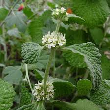 Image result for Marrubium vulgare