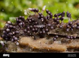 Attēlu rezultāti vaicājumam “Craterium leucocephalum spores”