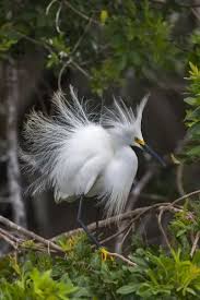 Image result for Egretta thula