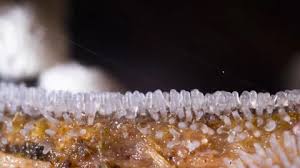 Attēlu rezultāti vaicājumam “Ceratiomyxa fruticulosa plasmodium”