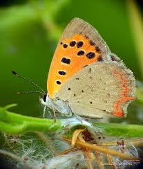Attēlu rezultāti vaicājumam “Lycaena phlaeas”