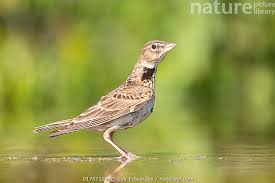 Image result for Melanocorypha calandra