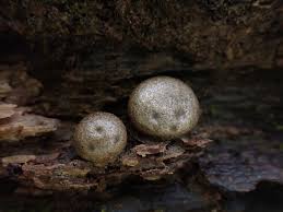 Attēlu rezultāti vaicājumam “Lycogala fuscoolearium”