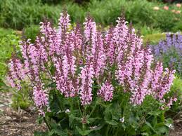 Image result for Salbei