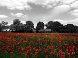 Image result for Ballinger Waggoners Cricket Club