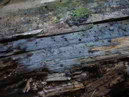 Attēlu rezultāti vaicājumam “Basidiodendron”