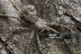 Attēlu rezultāti vaicājumam “Philodromus margaritatus”