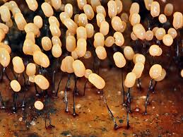 Attēlu rezultāti vaicājumam “Comatricha nigra macro”