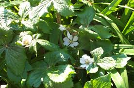 Attēlu rezultāti vaicājumam “Podophyllum hexandrum”