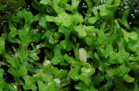 Attēlu rezultāti vaicājumam “Dicranella staphylina macro”