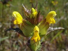 Attēlu rezultāti vaicājumam “Oenothera rubricauli”