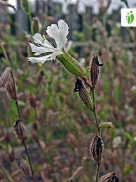 Attēlu rezultāti vaicājumam “Silene tatarica bud”