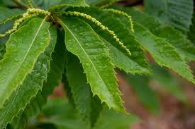 Attēlu rezultāti vaicājumam “Castanea sativa  leaf”