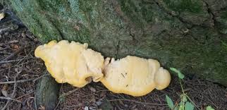 Attēlu rezultāti vaicājumam “Climacocystis borealis”