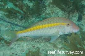 Image result for Parupeneus trifasciatus