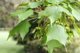 Attēlu rezultāti vaicājumam “Acer saccharinum fruit”